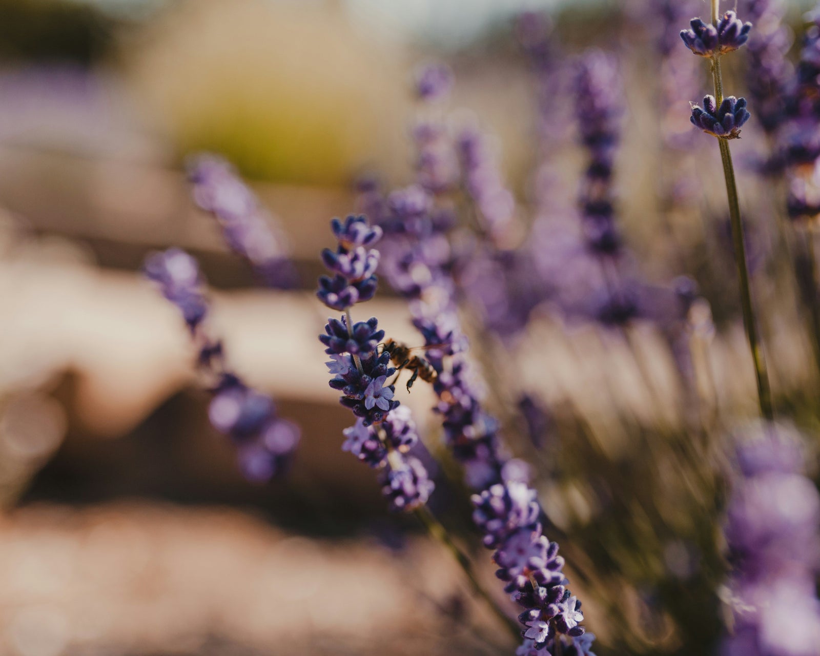 Lavendelextrakt i makeup: Lugnar huden, ger en ren finish
