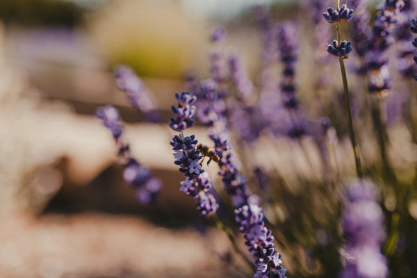 Lavendelextrakt i makeup: Lugnar huden, ger en ren finish